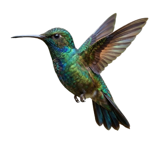 Colibrí Quinde Andino
